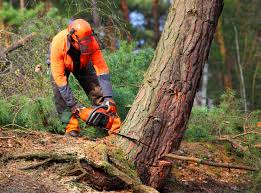 How Our Tree Care Process Works  in  Lafayette, CA