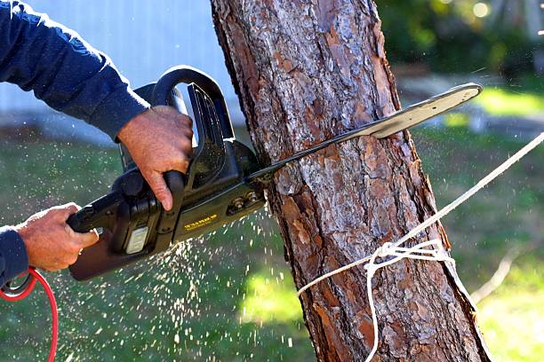 Best Fruit Tree Pruning  in Lafayette, CA